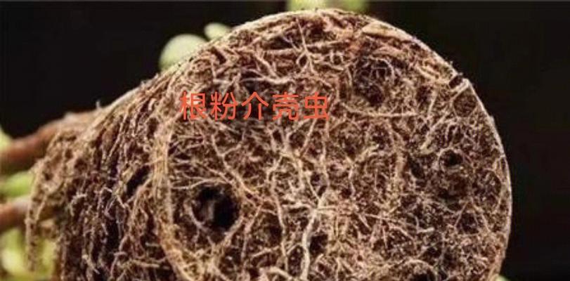 养殖多肉植物常见虫害及预防措施（保护你的多肉小可爱，从认识虫害开始）