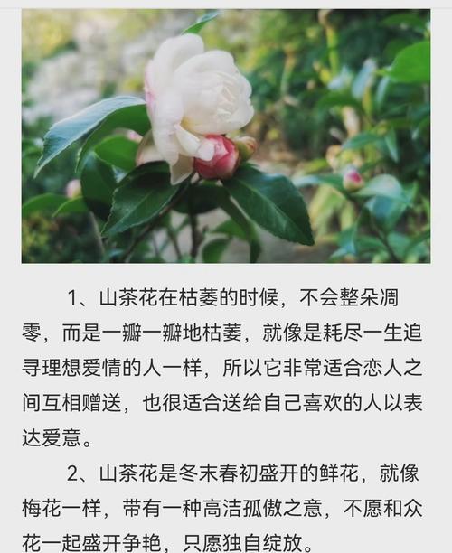 以玫瑰花为主题的爱情花语（玫瑰花的美丽与浪漫传递着爱情的语言）