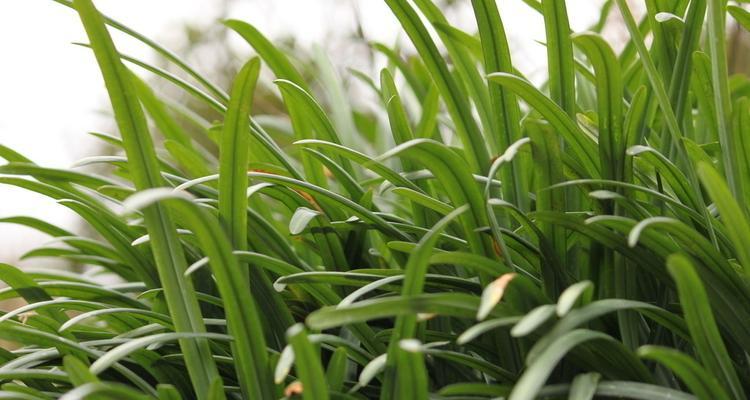 如何养护山野兰花（教你从植株选择到养护技巧）