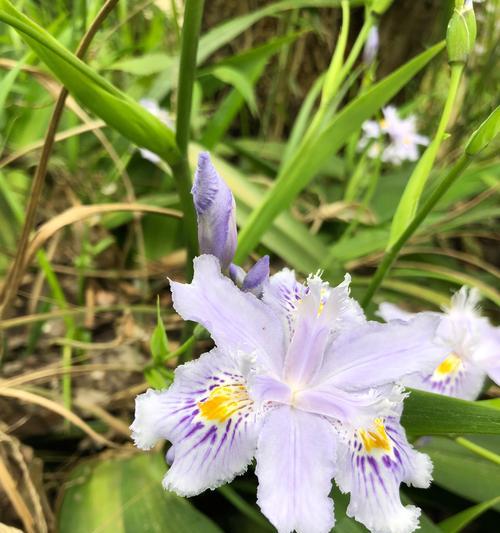 如何养护山野兰花（教你从植株选择到养护技巧）