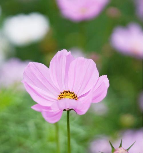 傲慢花语之百合花的自豪与高傲（骄傲如百合，居高临下的花语与传说）