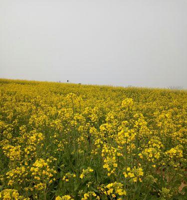 如何种植玉兰花（掌握这些技巧让玉兰花开得更美）