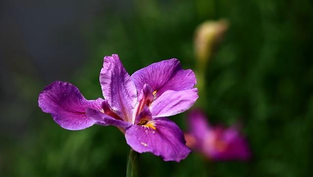 以红玫瑰的花语为主题的文章（用花语诠释被救赎的力量）