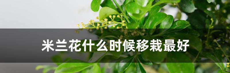 花移植全攻略（详解花卉移植方法，让你的花园更美丽）