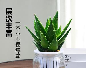 芦荟水培养的探究（水培养条件、养护方法与应用探讨）