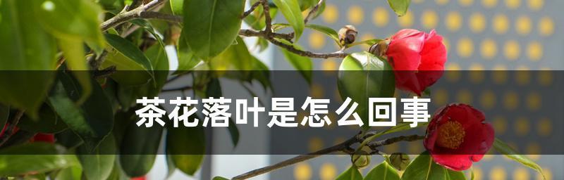 秋季养护茶花，让它在春天绽放（掌握这些技巧，让茶花落叶不再是问题）