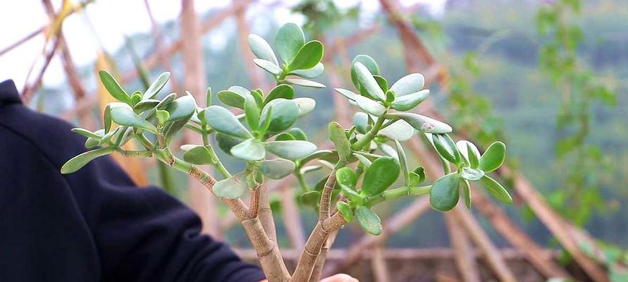 如何催花成功？——玉树花卉催花技巧剖析（8个小技巧教你让玉树花卉催花更美丽）