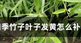 如何补救竹子叶子发黄问题（竹子养护技巧，让你的竹子常青不败）