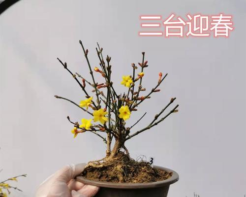 迎春花的抗寒能力（了解迎春花的生命力与适应性，更好地养护你的花园）