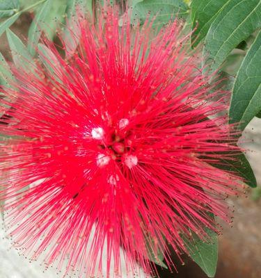 感恩之花——以菊花为主题的花语赏析（菊花）