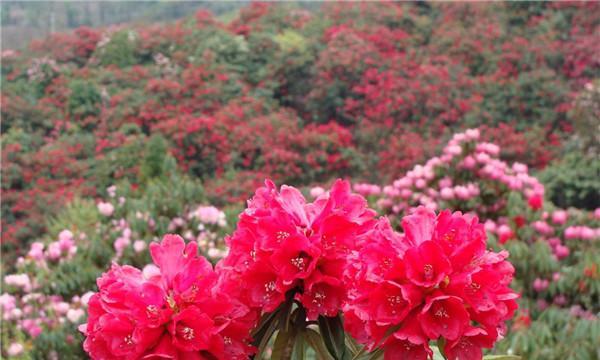 杜鹃花在冬天也能开花吗？（杜鹃花冬季开花的可能性及其养护技巧）