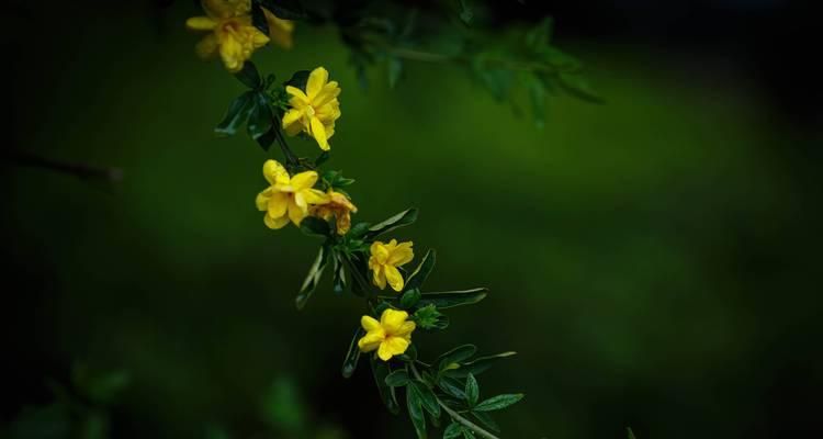 如何迎春花秋天修剪才能得到更美的花朵？（秋天修剪是关键，来了解一下如何进行吧！）