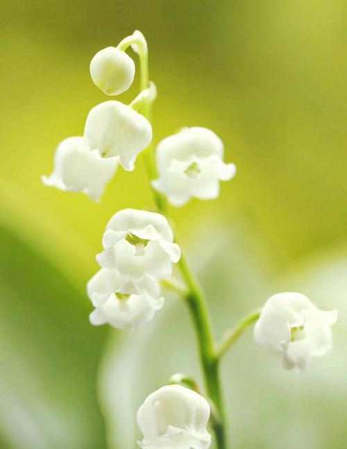 高冷花语之秋兰花的沉静与矜持（探寻秋兰花的高贵与神秘，解读高冷花语的精髓）