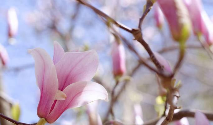 春日花开，缤纷花海（探寻春天花卉的世界，欣赏花色芬芳）