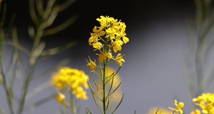 鼓励人的花语（用花语传递力量与勇气）