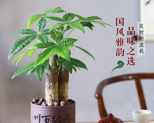 养护发财树的技巧（让盆栽发财树长得茁壮，招财进宝）