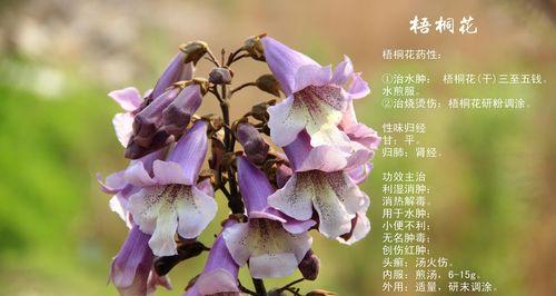 和平之花——白色郁金香的花语（以和平为主题的花语之白色郁金香）