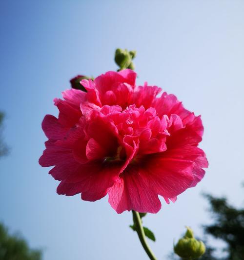 以百合花为主题的欢迎之意花语（以花语传递欢迎的情感与祝福）