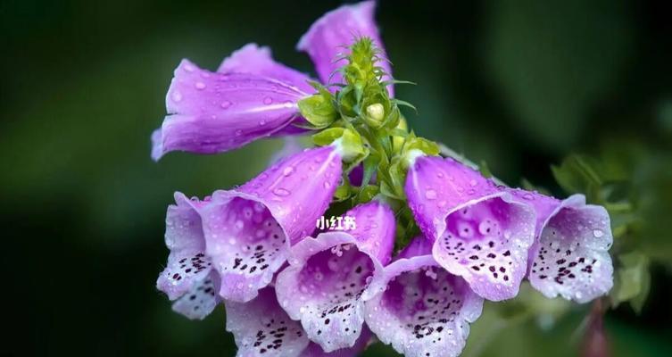 花语谎言（探秘花语中隐藏的虚伪和欺骗）