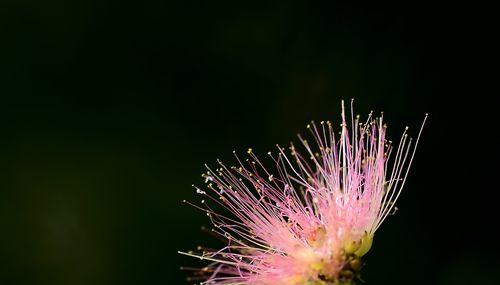 缘起缘灭——合欢花的代表寓意（探讨合欢花的爱情、友情和人生哲学，了解它的种种文化内涵）