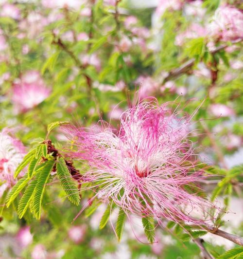 缘起缘灭——合欢花的代表寓意（探讨合欢花的爱情、友情和人生哲学，了解它的种种文化内涵）