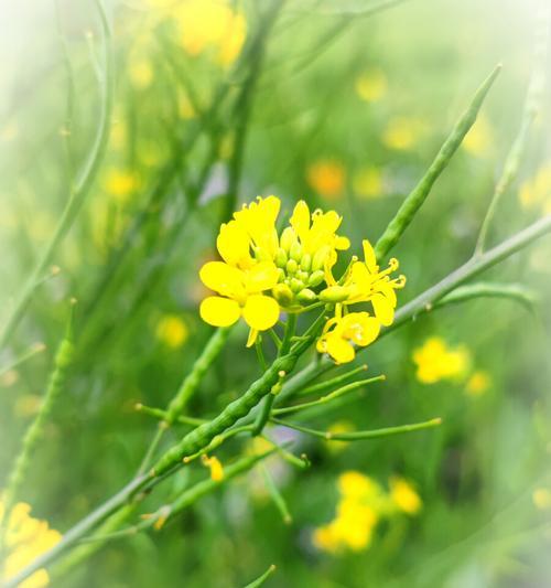 用菊花的花语激励加油（鼓励奋斗的力量——菊花的花语）