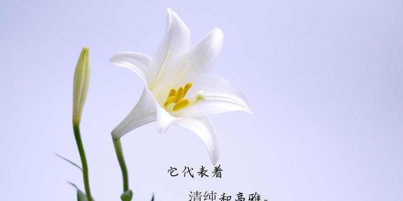 坚持不懈，追求梦想——以向日葵的花语为主题的文章（向日葵的坚持与希望，点亮人生之路）