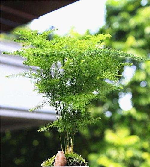 花卉文竹养殖全攻略（打造绿色生活，从家里的花卉文竹开始）