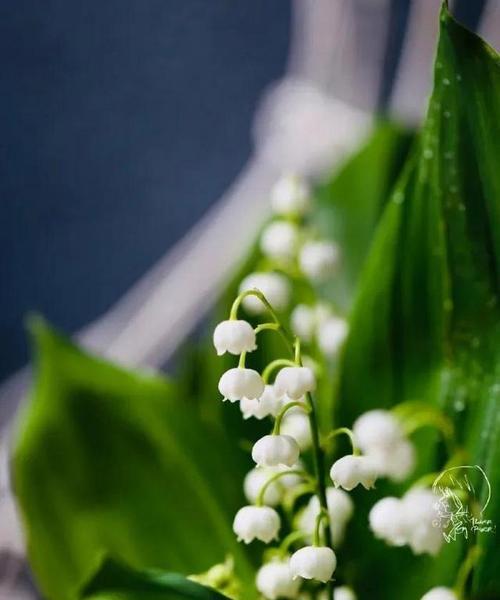 结束爱情的花语——菊花（菊花花语告别爱情，探究爱情终结的原因和解脱之道）