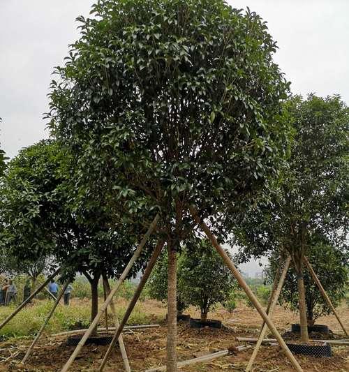 如何种植出美丽的桂花——桂花栽培技术（掌握桂花的水、肥、光、温等关键因素，让你的花园香气四溢）