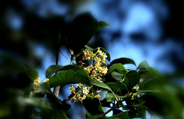 如何种植出美丽的桂花——桂花栽培技术（掌握桂花的水、肥、光、温等关键因素，让你的花园香气四溢）