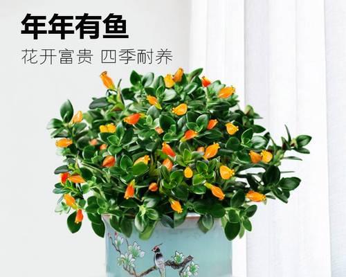 金鱼花养护指南（如何培育开花的金鱼花？）