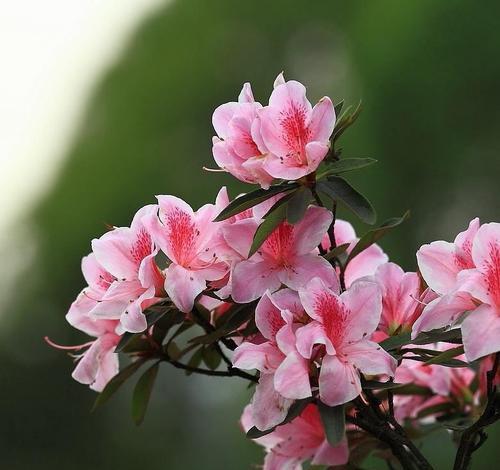 杜鹃花——春季中的绝色美花（盛开如火，秀丽绝伦/赏花好时节，悠然自得）