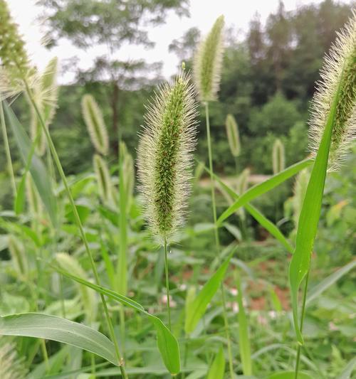 狗尾巴草的养殖方法（打造美丽花园，轻松种植狗尾巴草）