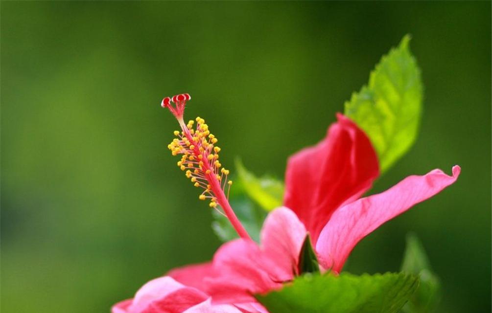 平平安安的花语——白色康乃馨（康乃馨花语的深层寓意与祝福）