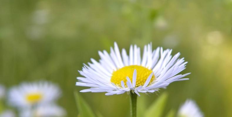 期待爱情之花语——以玫瑰花为例（期待、爱情、玫瑰、花语）