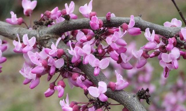 以百合花的花语表达亲情的文章（百合花语传达深厚的亲情情感，传递温暖和关怀）