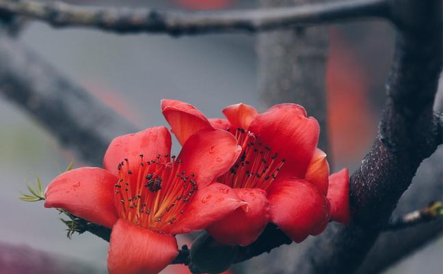 木棉花寓意解读（探究木棉花文化内涵，传承中华民族精神）