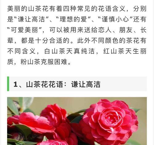 善良之花——以菊花为主题的花语（唤醒内心善良的菊花，让世界充满爱与温暖）