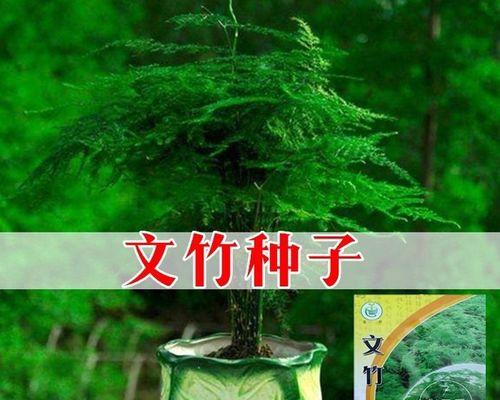 文竹种子的种植方法（从选种到成活，一步步教你如何种好文竹种子）