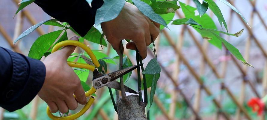 发财树种植与养护全攻略（做好“财源滚滚”必备——发财树种植与养护）