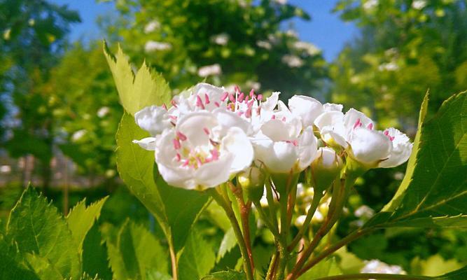 永恒的守护——以康乃馨的花语为主题的文章（康乃馨，守护一生的花语）