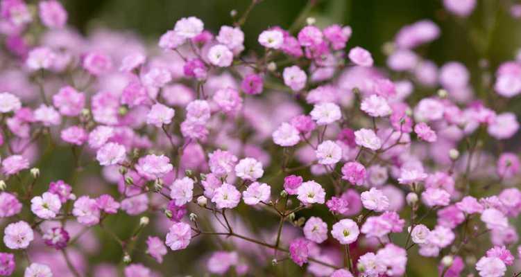 永恒的守护——以康乃馨的花语为主题的文章（康乃馨，守护一生的花语）