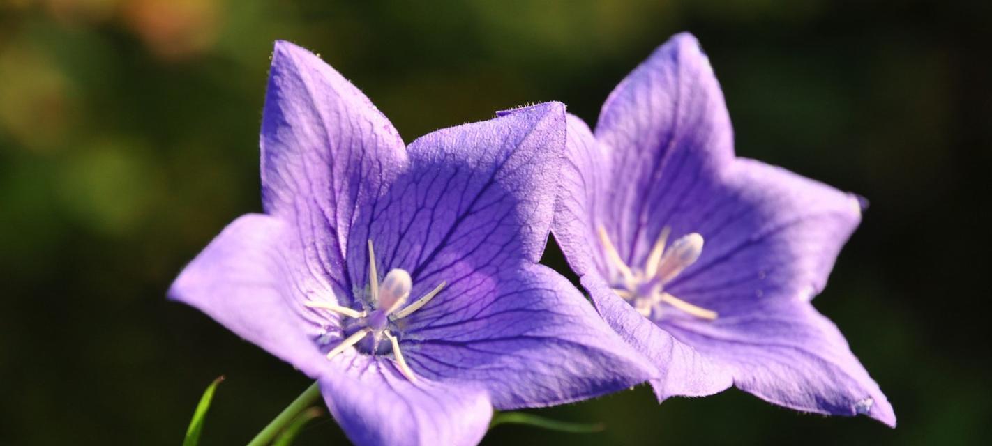 以百合花的花语为主题的文章（顺利与成功）