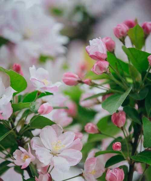 海棠花的寓意意义（传承千年的美丽和哲理）