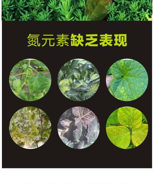 花卉叶面肥使用方法详解（科学施用，让花卉更茂盛）