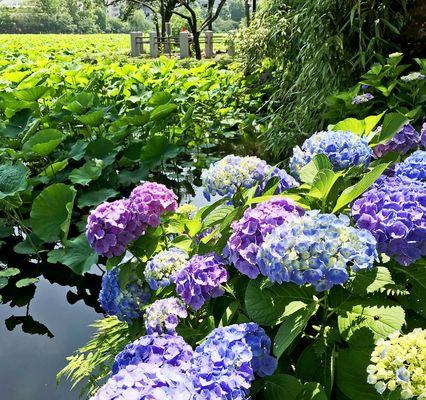 团圆美满之花语-桂花的花语（桂花芬芳，家庭和睦欢乐）