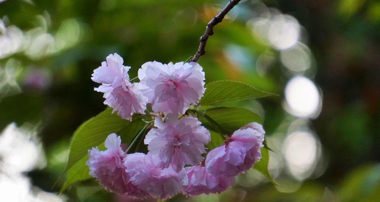 温柔之花（探寻蔷薇花所传达的温柔与爱意）