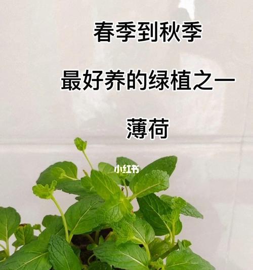 如何养护薄荷以保证健康生长（薄荷的养护技巧及注意事项）