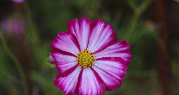 以玫瑰花为主题的花语，传递我爱你的情感（表达爱意的花语，玫瑰花的浪漫与温馨）